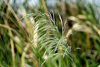 由ONEONE1制作的《悲剧的精灵》官方中文版Steam商店页面现已开放！