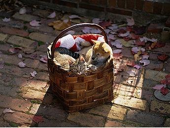 XGP 11月上旬新增游戏公布 《吸血鬼幸存者》等